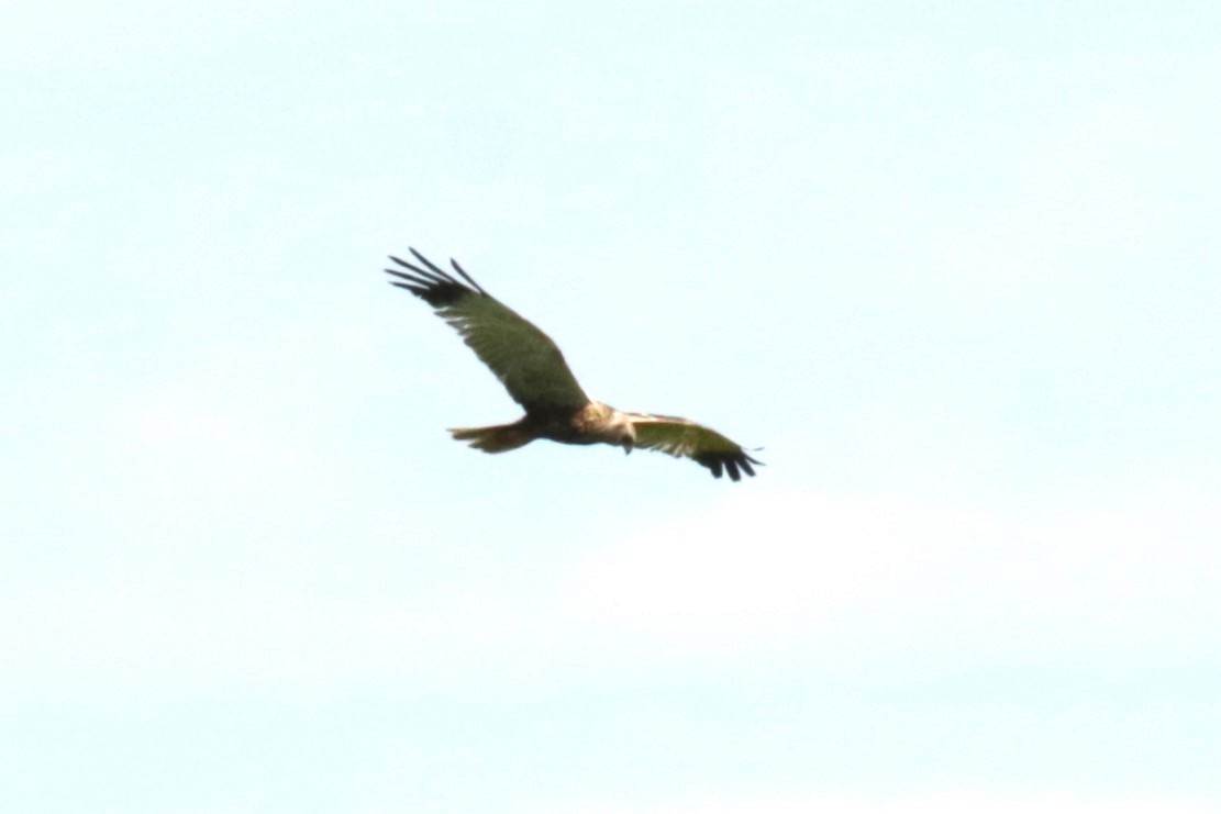 Western Marsh Harrier - ML620923783