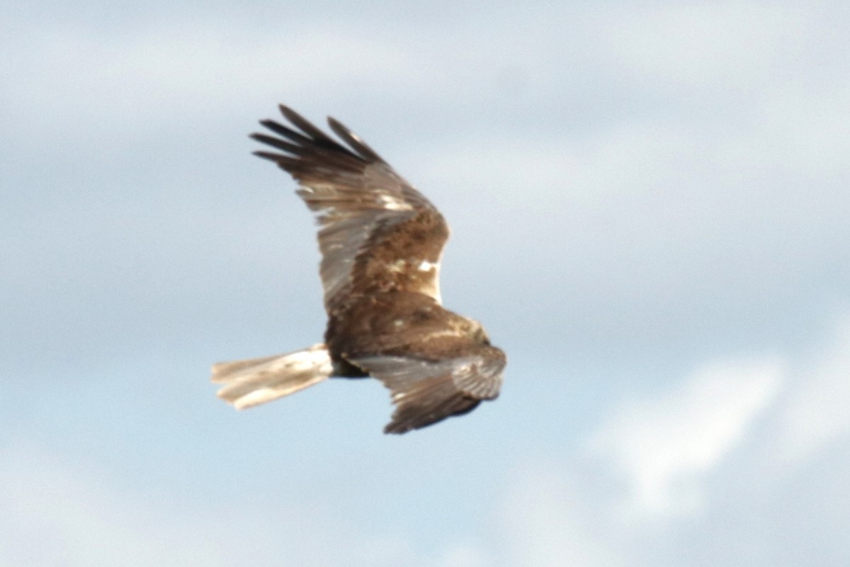 Western Marsh Harrier - ML620923784