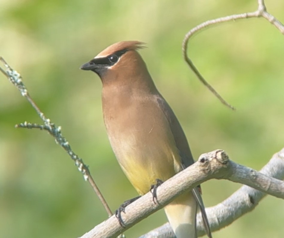 Cedar Waxwing - ML620923787