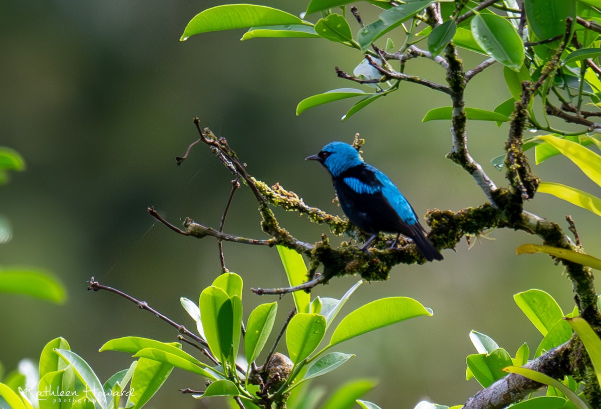 Scarlet-thighed Dacnis - ML620923788