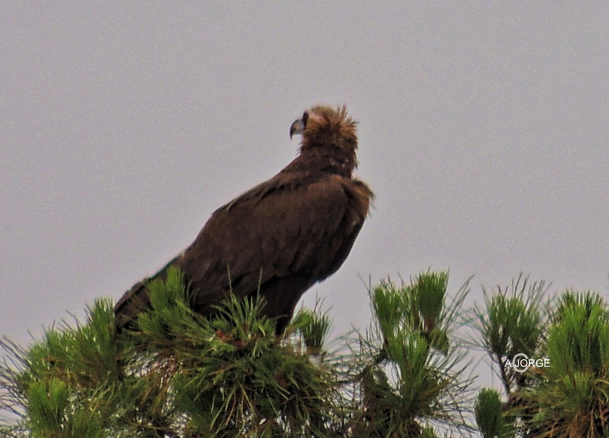 Cinereous Vulture - ML620923790