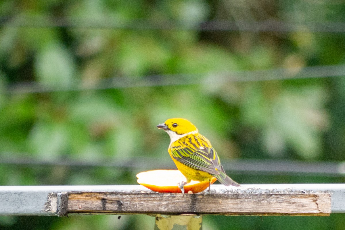 Silver-throated Tanager - ML620923791