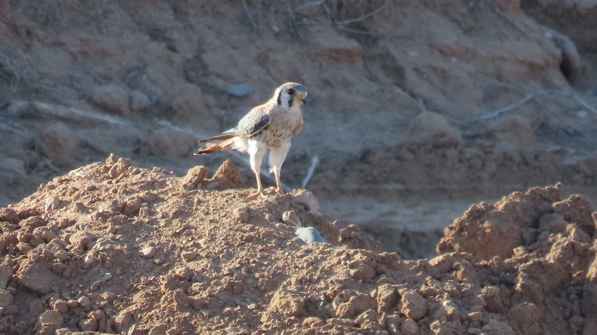 American Kestrel - ML620923808