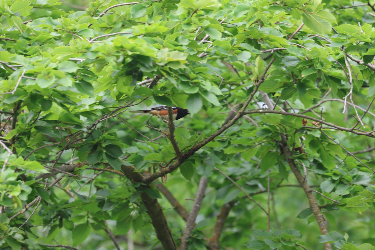 Spotted/Eastern Towhee (Rufous-sided Towhee) - ML620923810