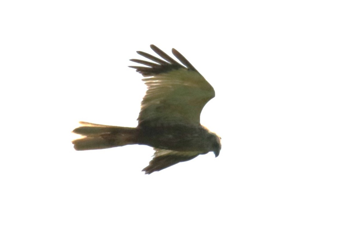 Western Marsh Harrier - Jan Roedolf