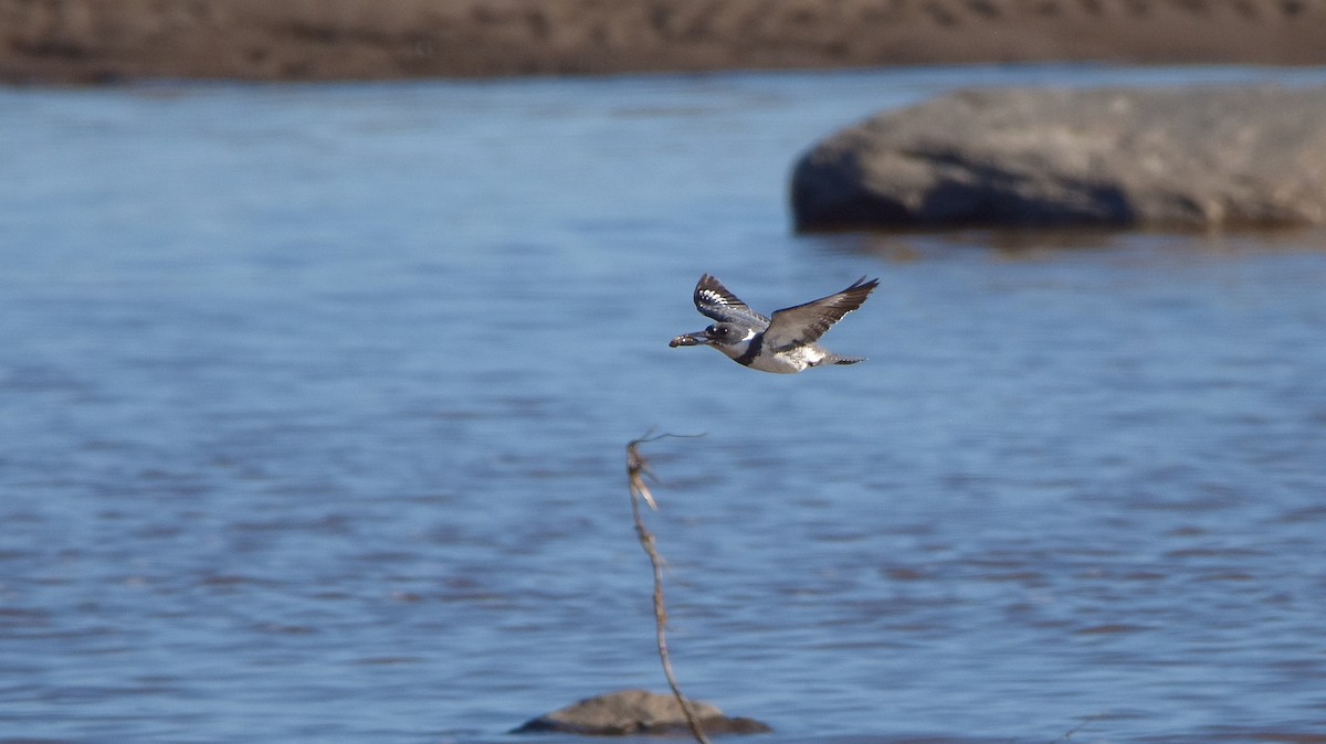 Belted Kingfisher - ML620923819