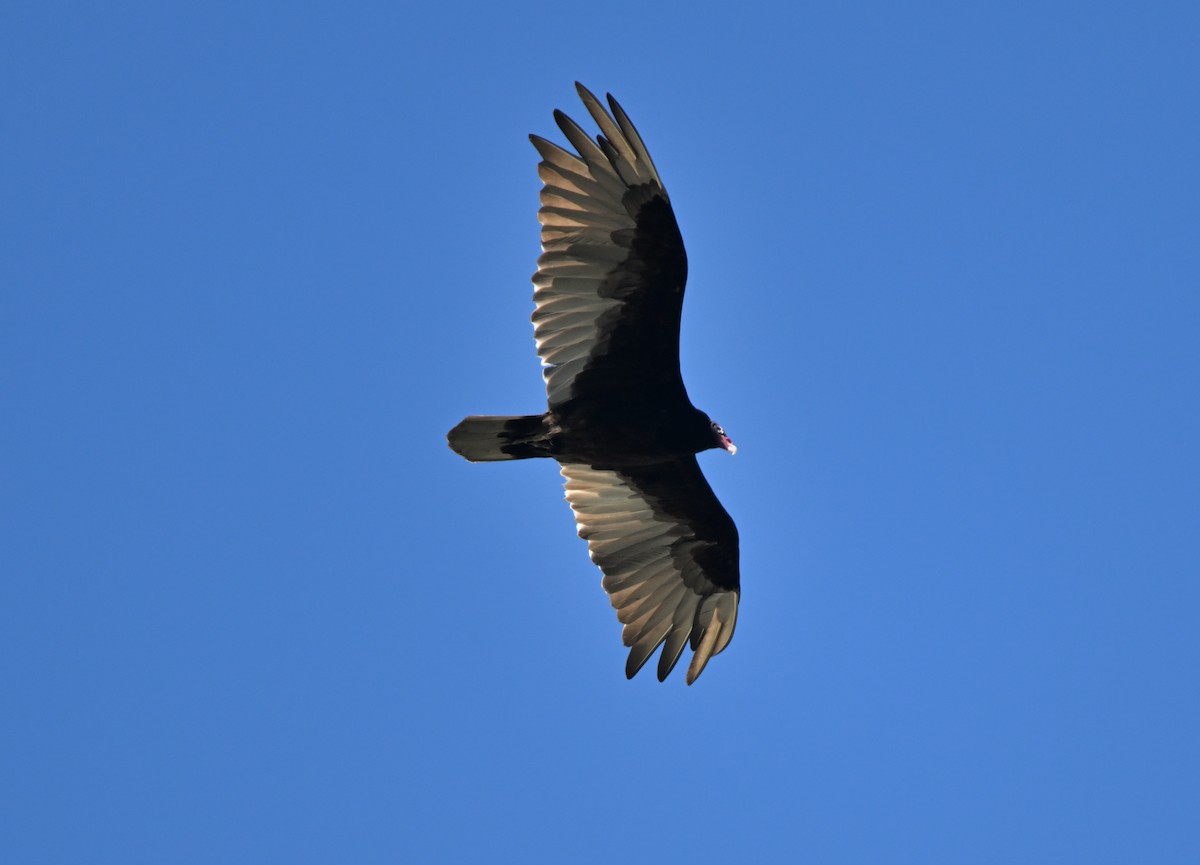 Turkey Vulture - ML620923821