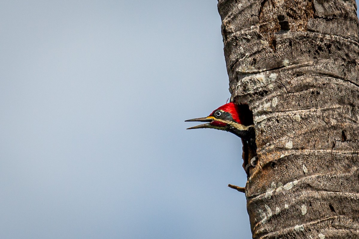 Lineated Woodpecker - ML620923823