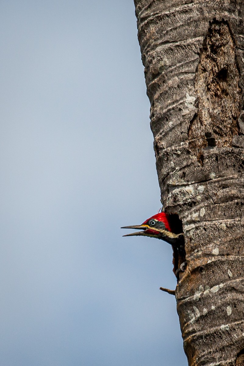 Lineated Woodpecker - ML620923824