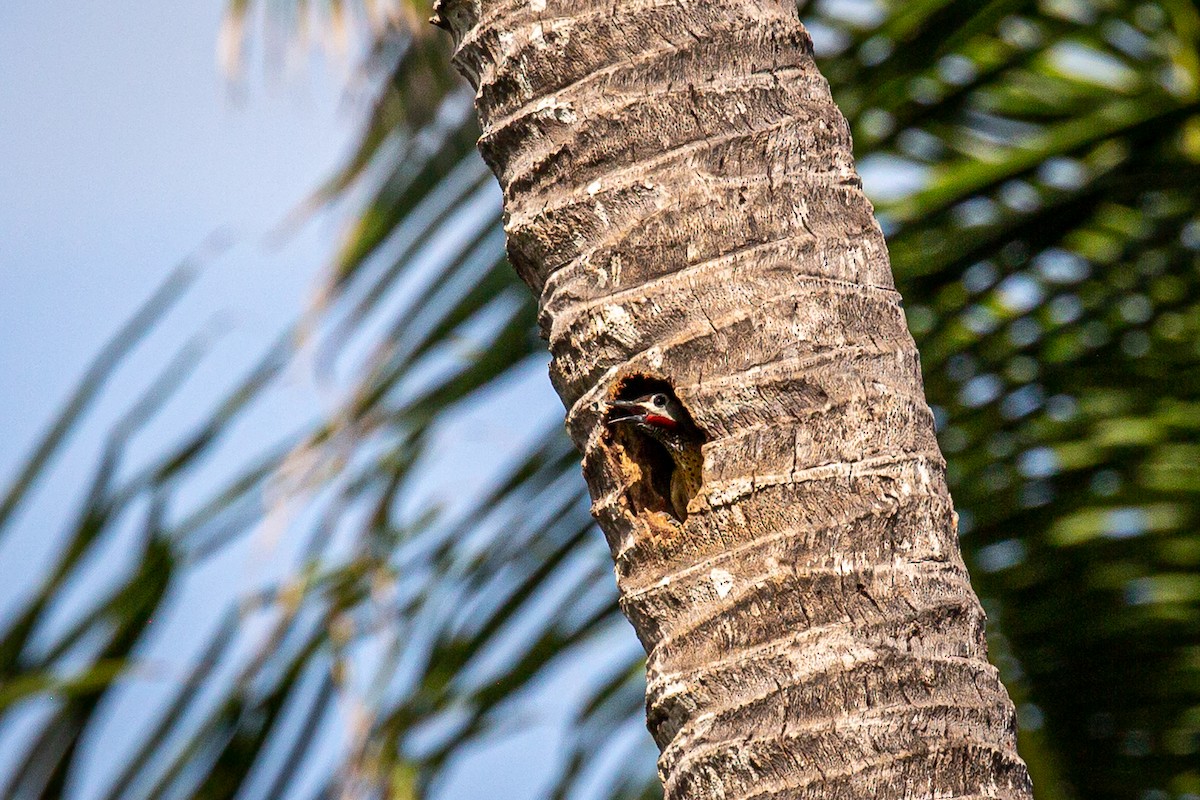 Spot-breasted Woodpecker - ML620923828