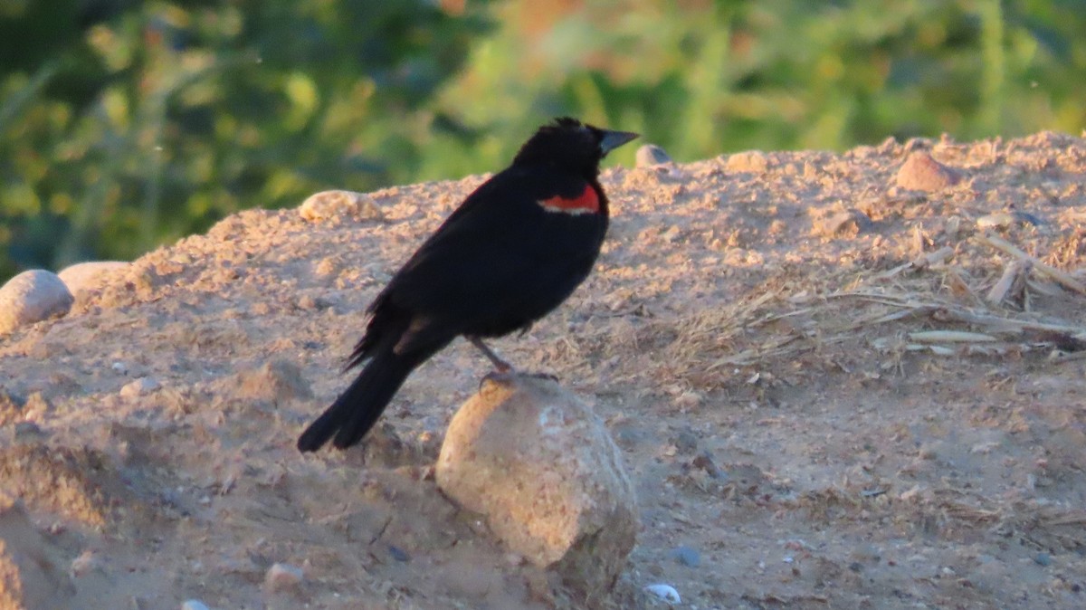 Red-winged Blackbird - ML620923829