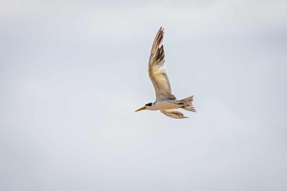 Large-billed Tern - ML620923840