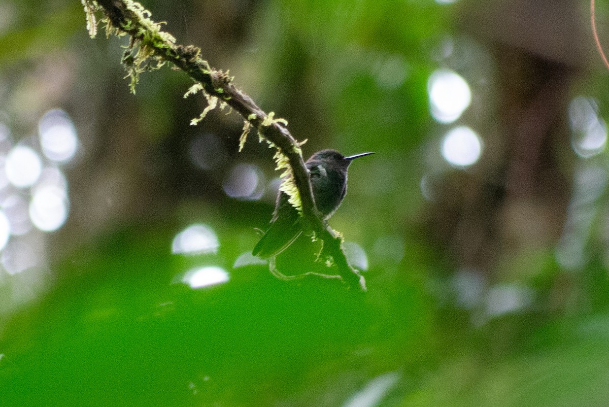Black-bellied Hummingbird - Brenda Sánchez