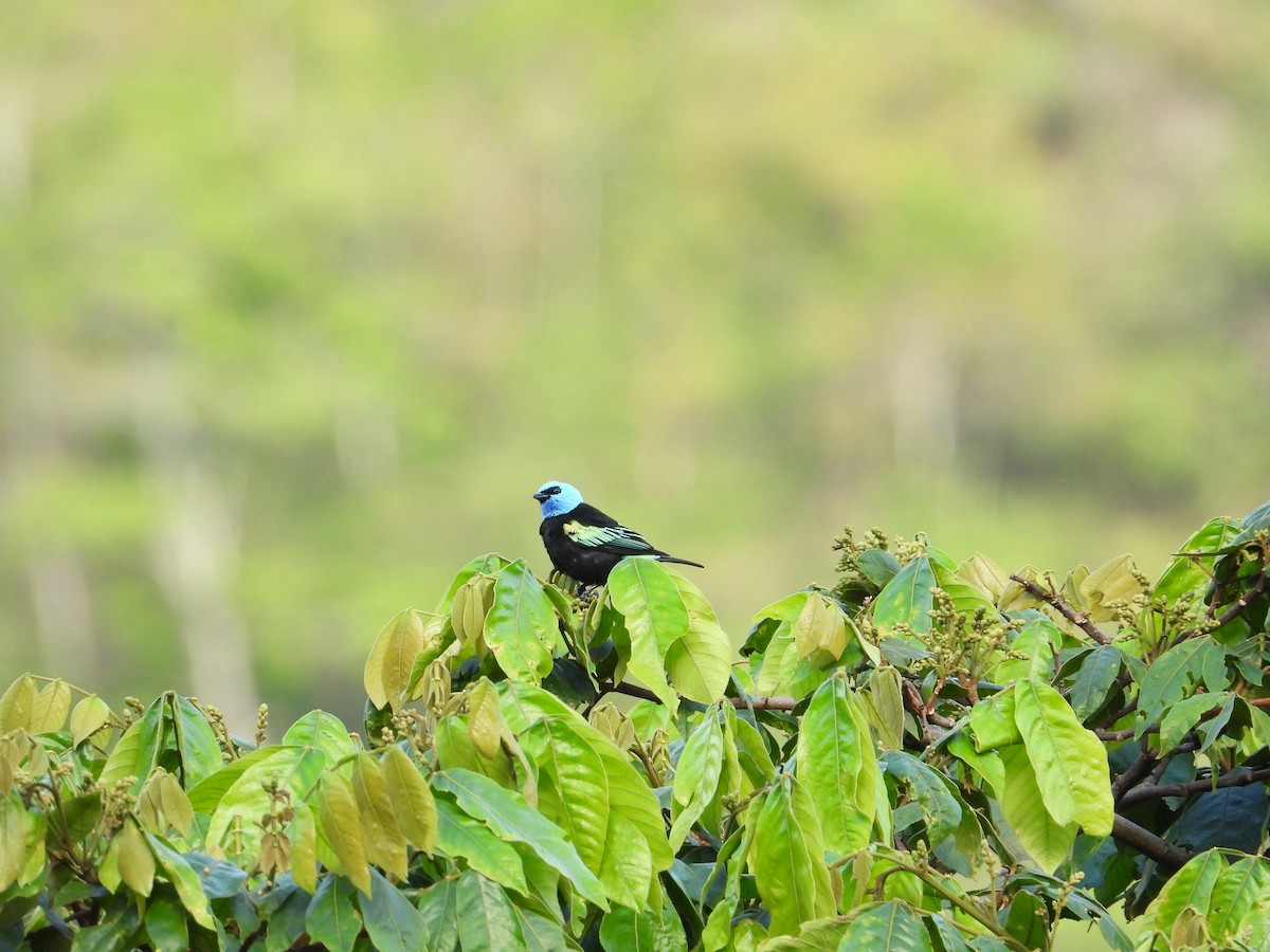 Blue-necked Tanager - ML620923925