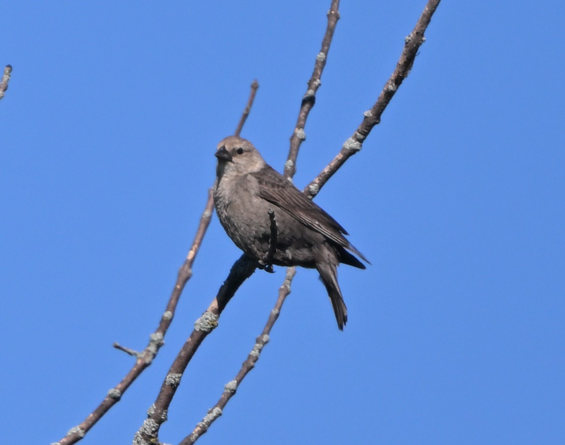 Brown-headed Cowbird - ML620923927