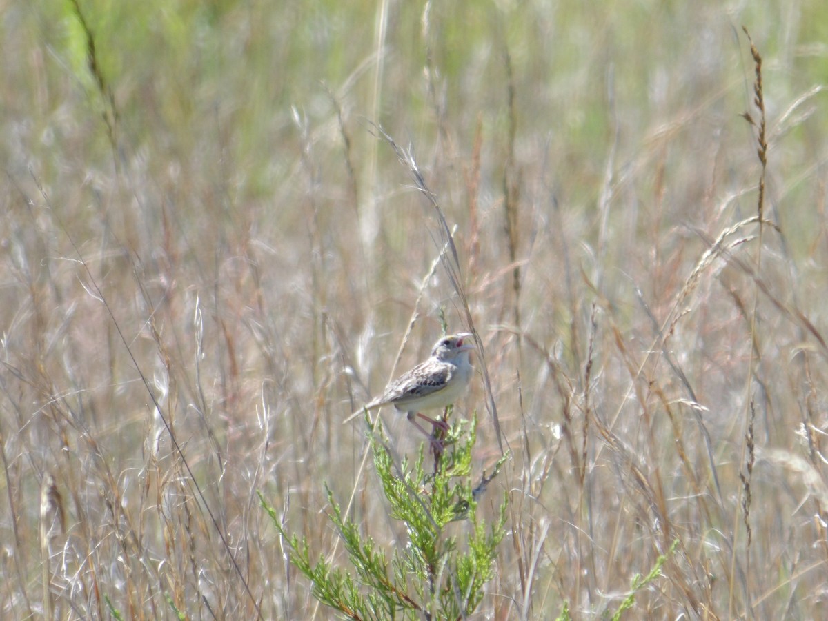 Grasshopper Sparrow - ML620923929