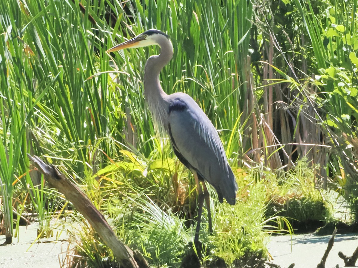 Great Blue Heron - ML620923930