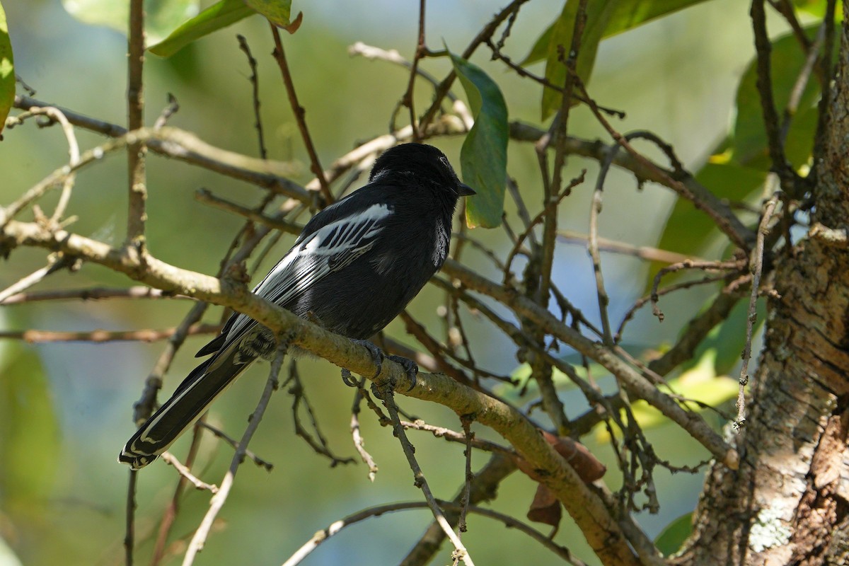 Southern Black-Tit - ML620923931