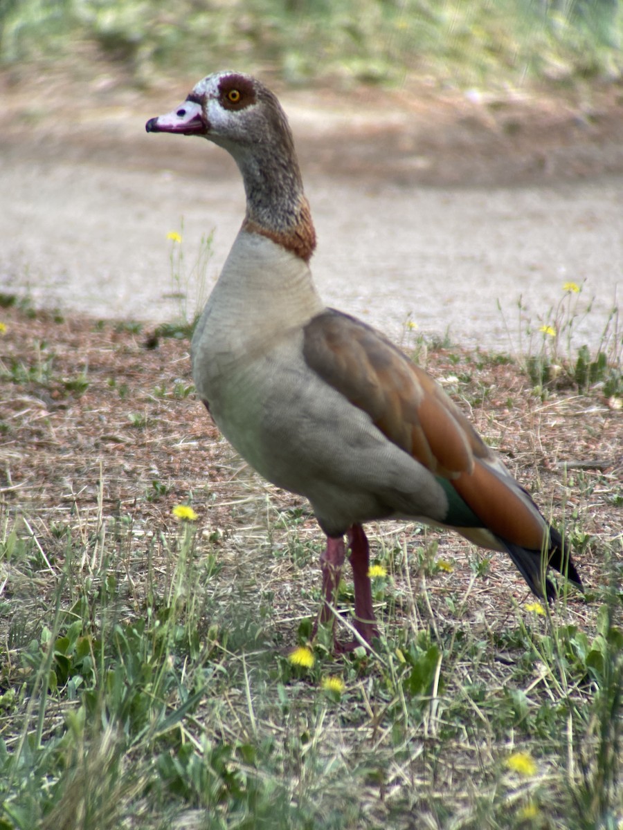 Egyptian Goose - ML620923933