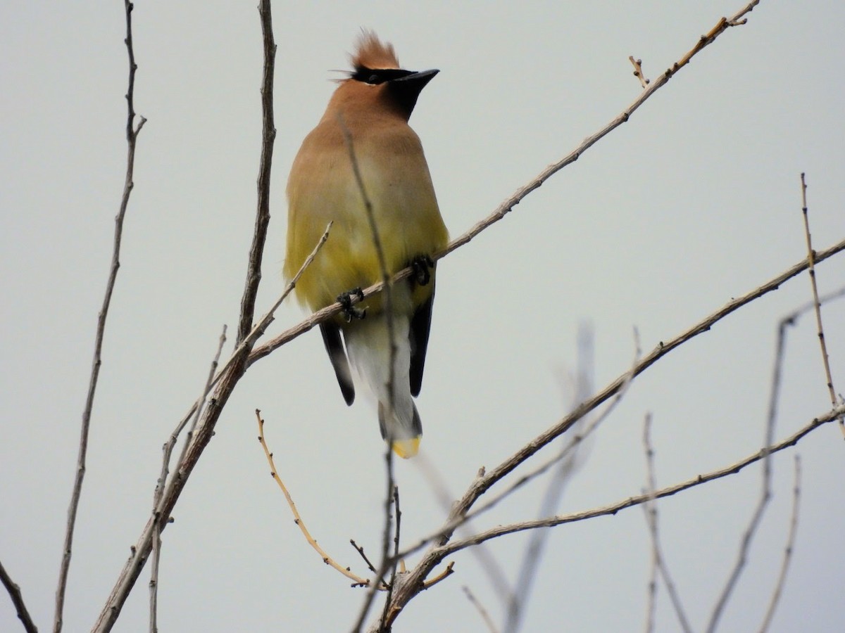 Cedar Waxwing - ML620923934