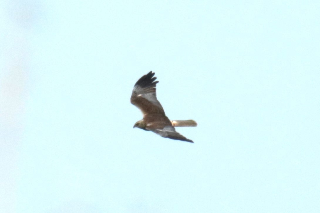 Western Marsh Harrier - ML620923935