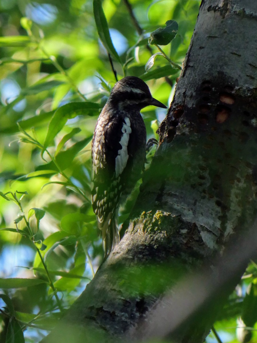 Yellow-bellied Sapsucker - ML620923938