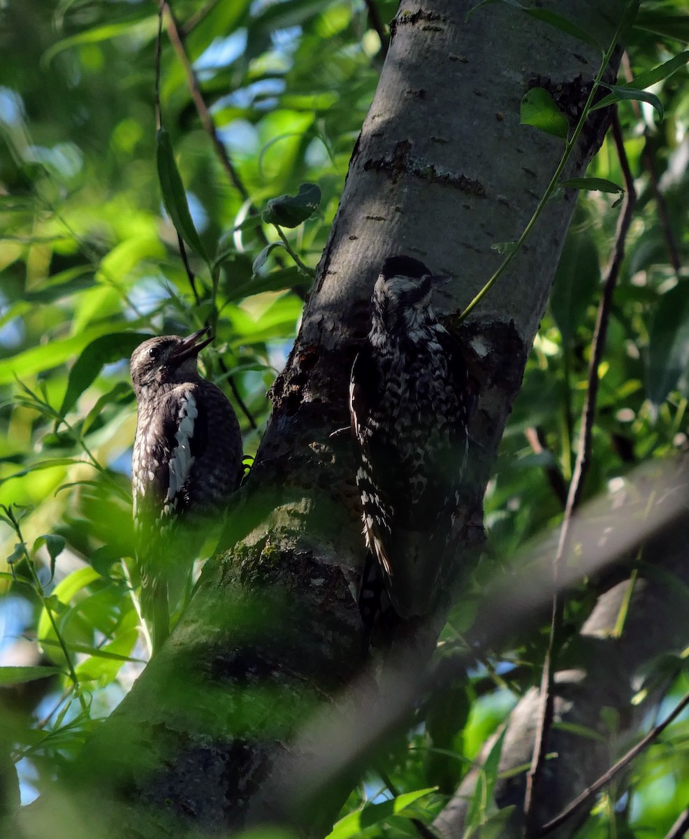 Yellow-bellied Sapsucker - ML620923939