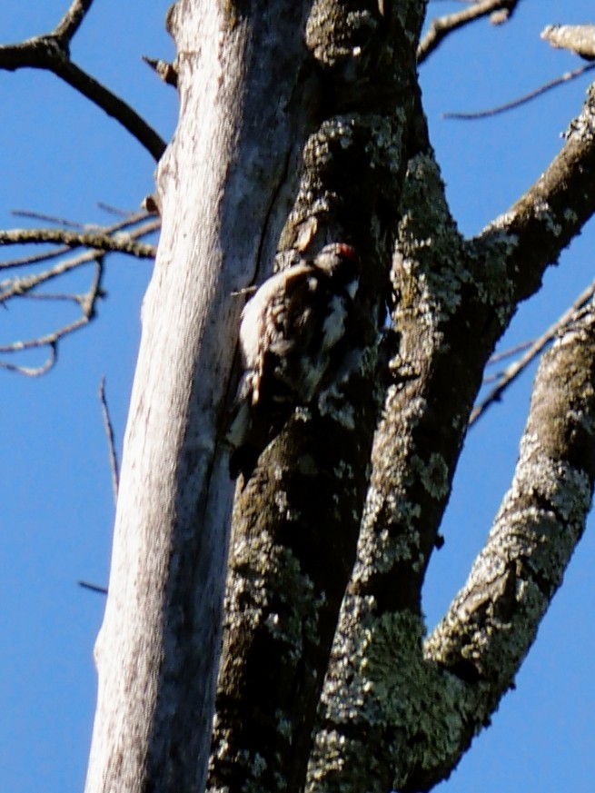 Downy Woodpecker - Cécile Charlton