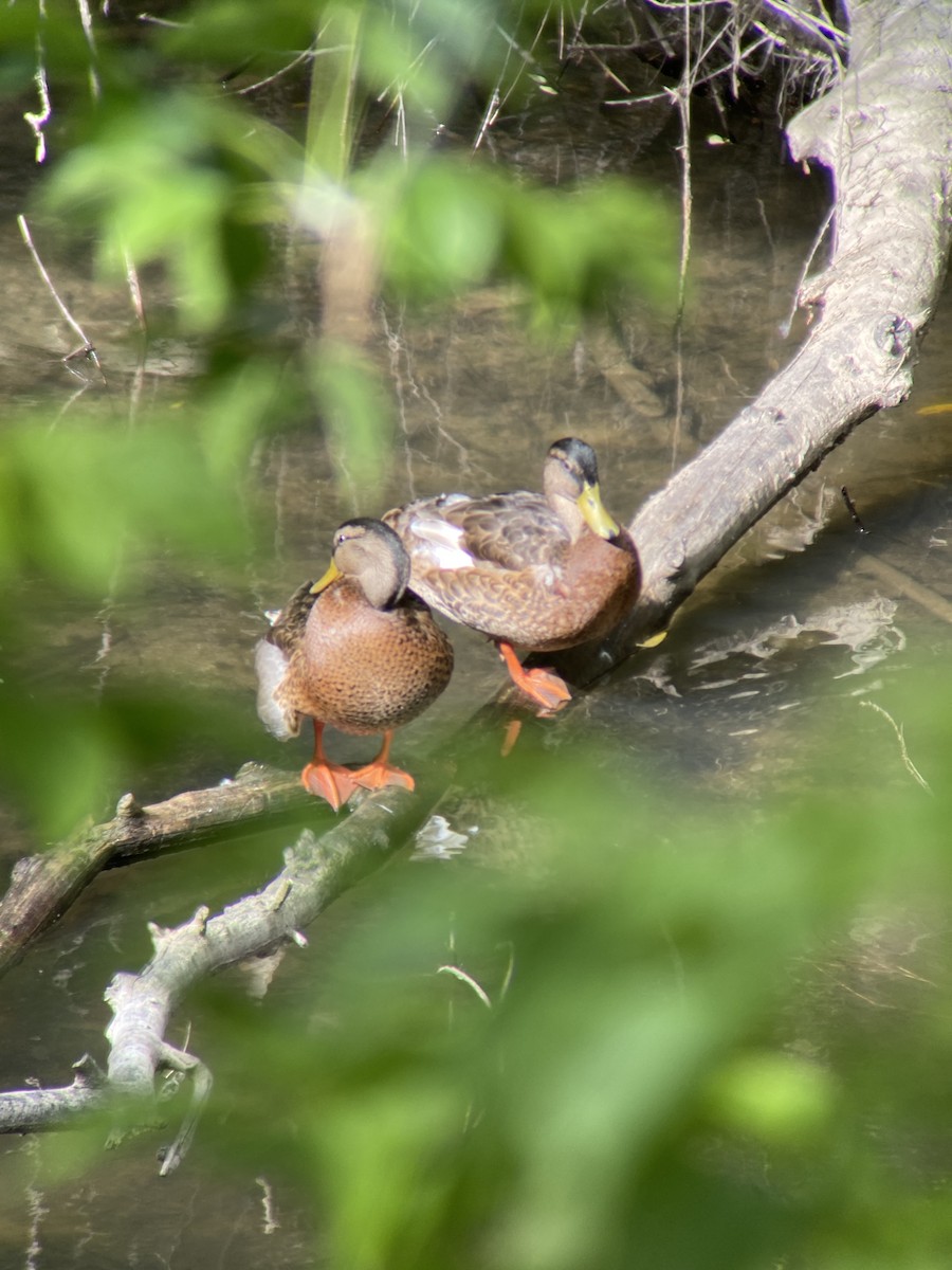 Mallard - Iván Palacios