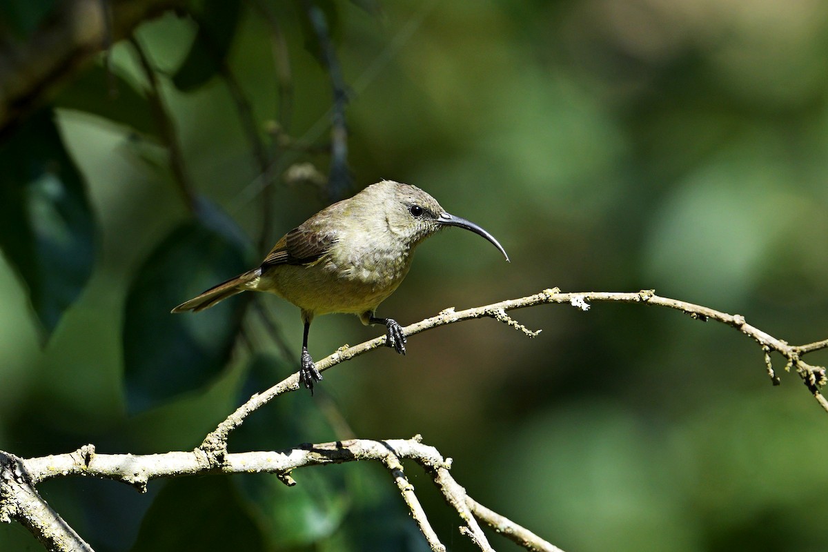 Olive Sunbird - ML620923947