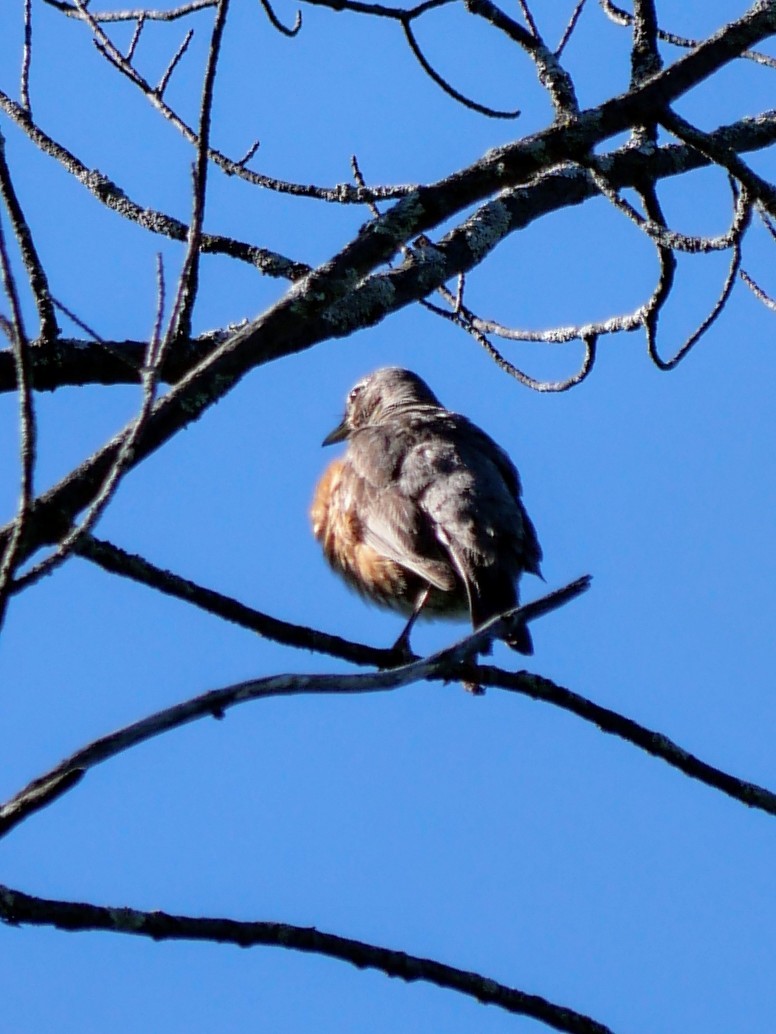 American Robin - ML620923950