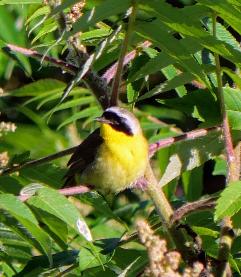 Common Yellowthroat - ML620923962