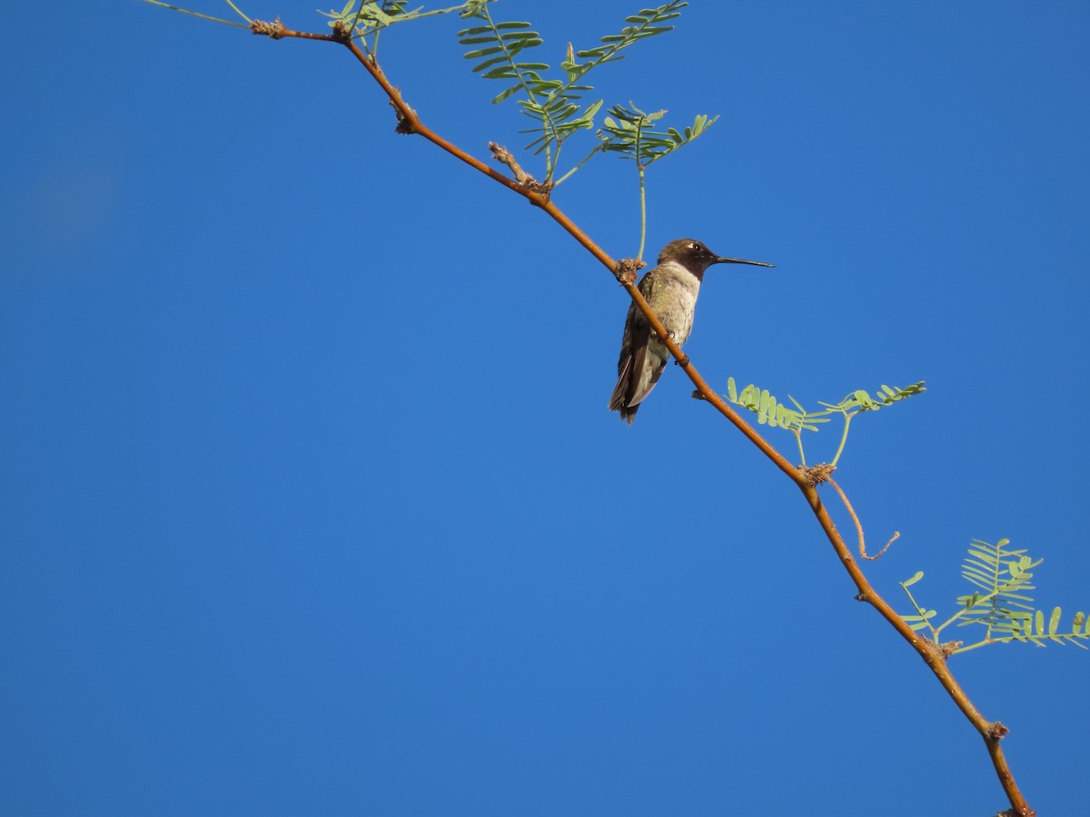 Black-chinned Hummingbird - ML620923963