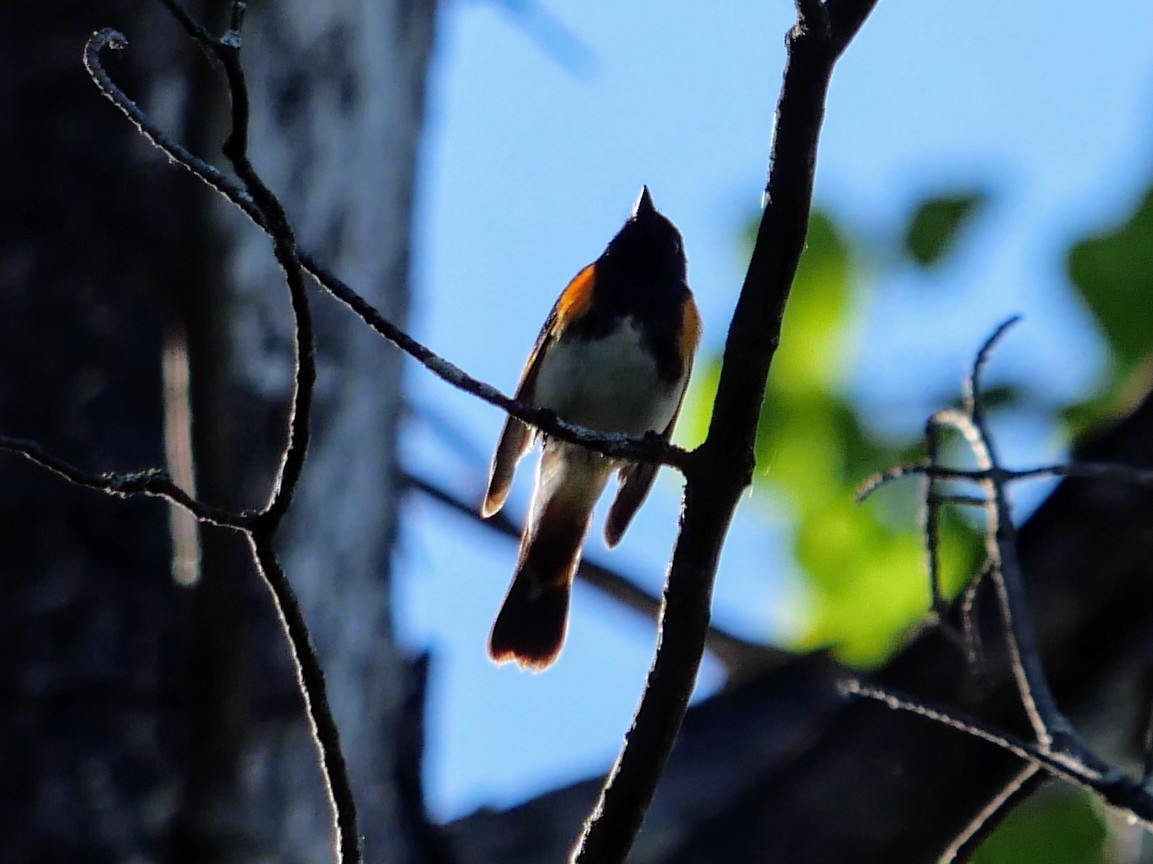 American Redstart - ML620923969