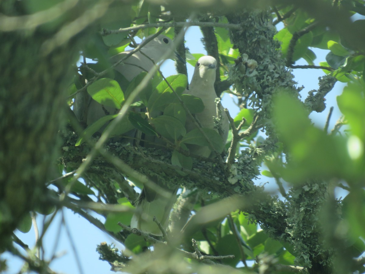 Eurasian Collared-Dove - ML620923973