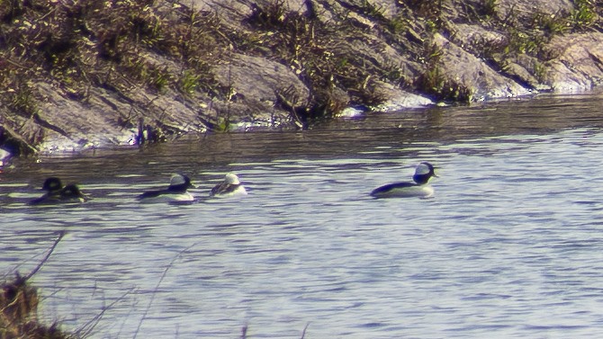 Bufflehead - ML620923984