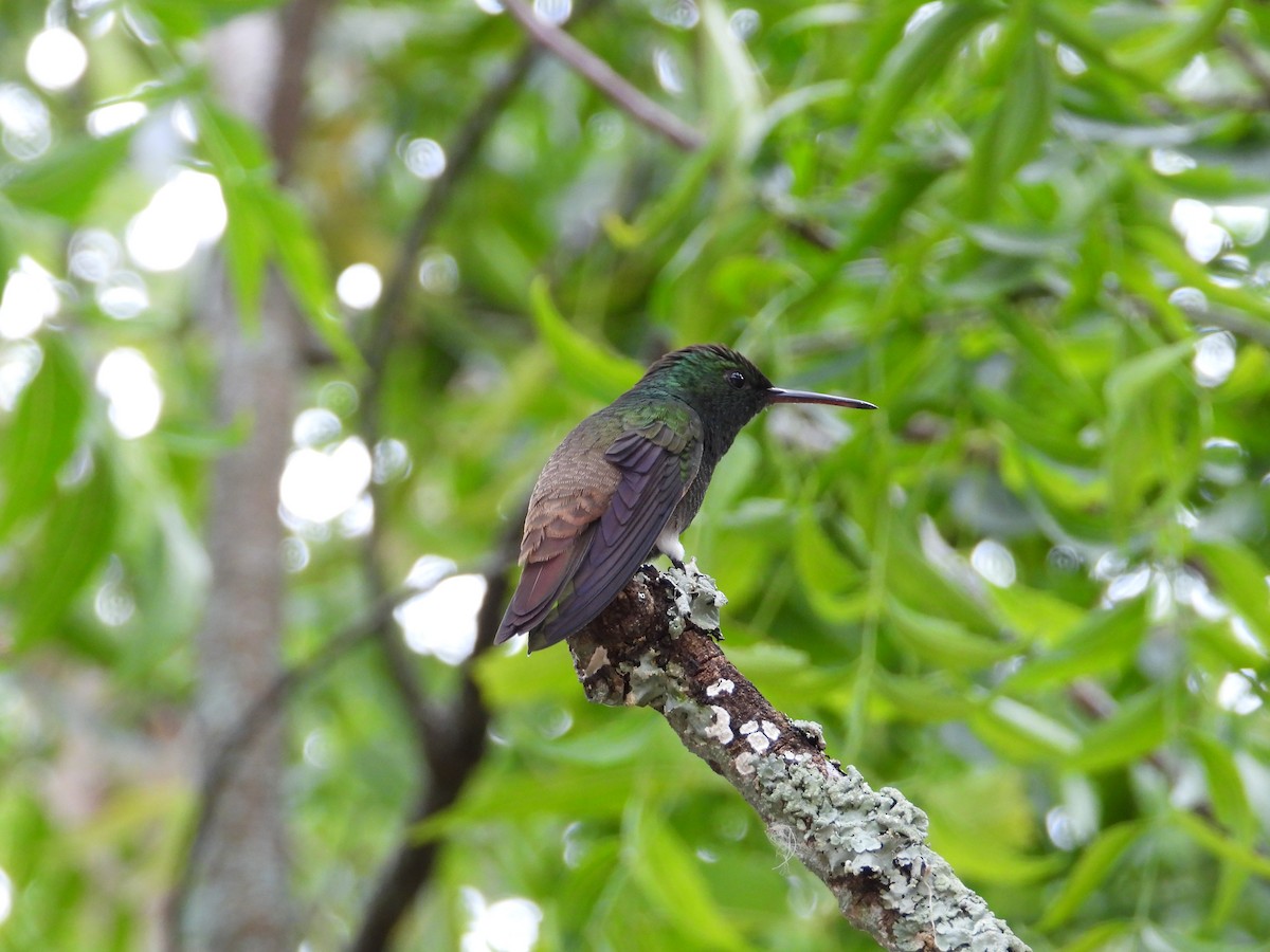 grønnbukkolibri - ML620923986