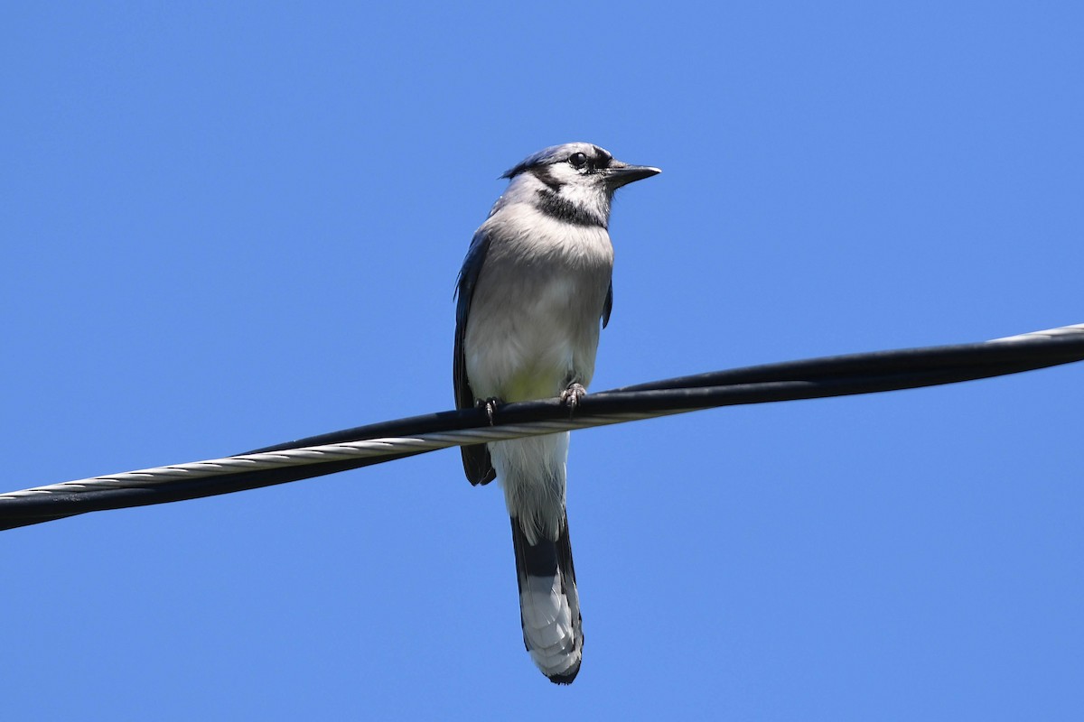 Blue Jay - ML620923987