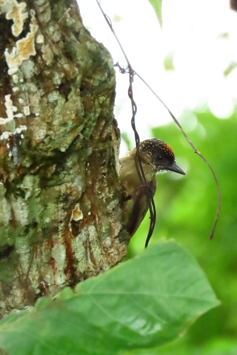 Olivaceous Piculet - ML620923991