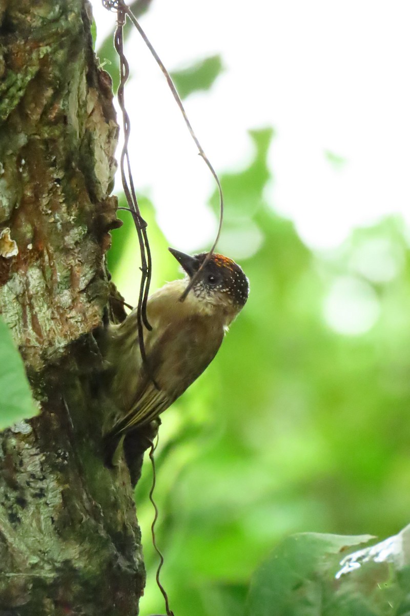 Olivaceous Piculet - ML620923992