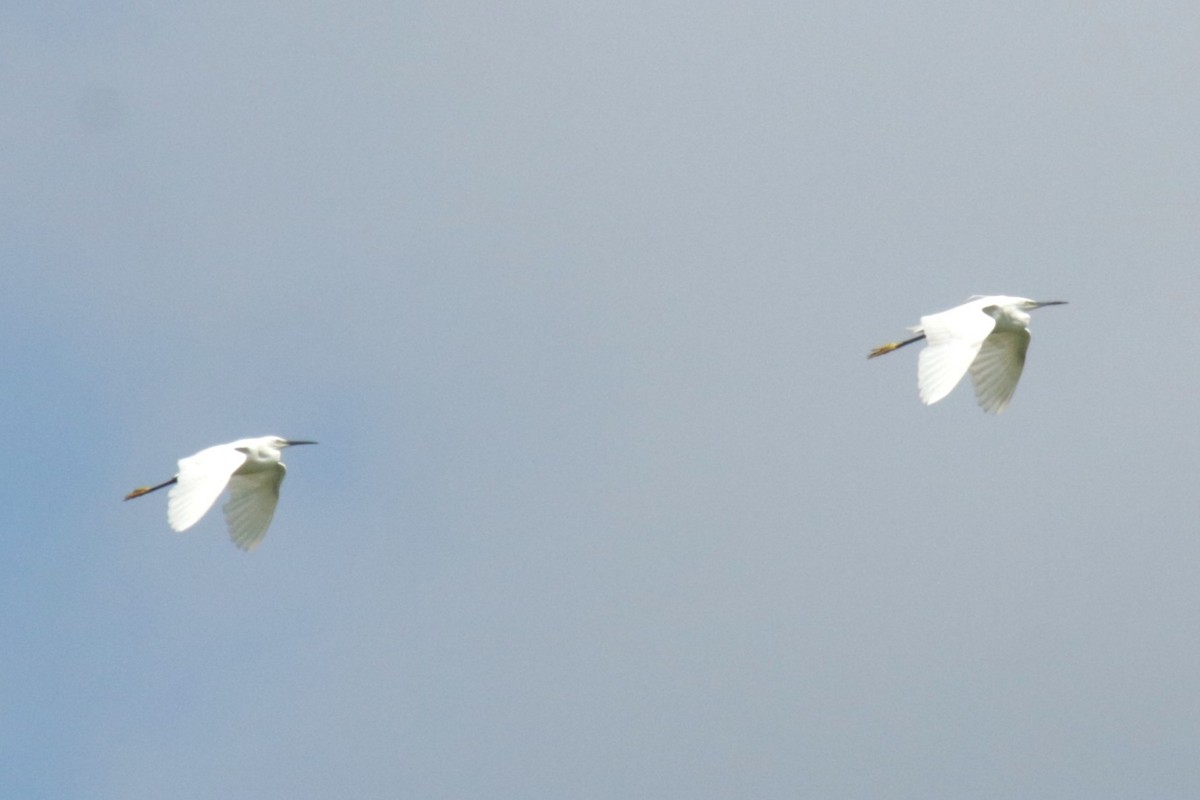 Little Egret - ML620923995