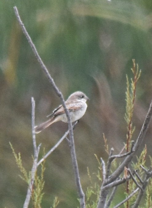 Woodchat Shrike - ML620924004