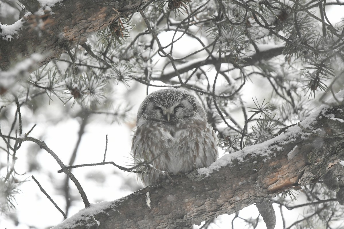 Boreal Owl - ML620924005