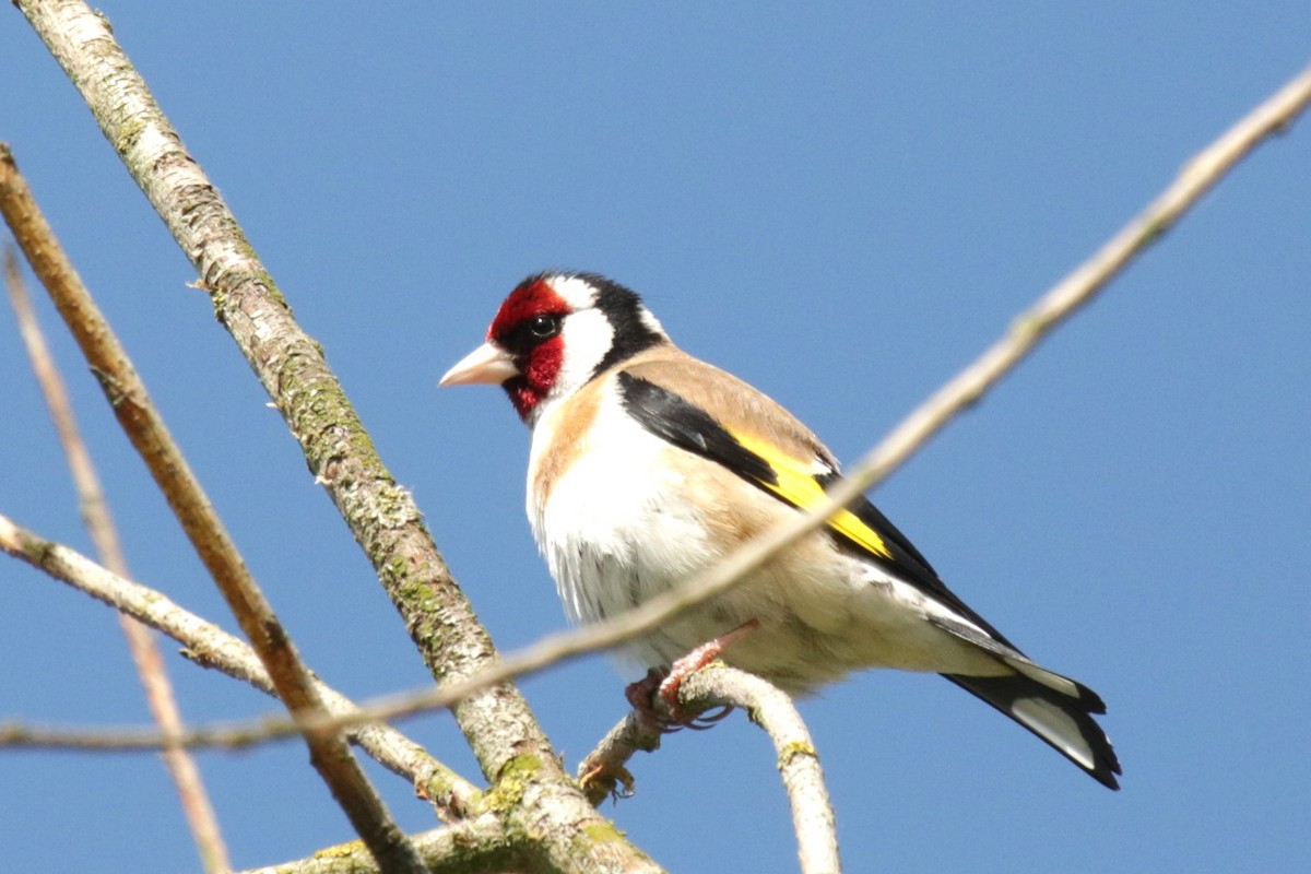 European Goldfinch - Jan Roedolf