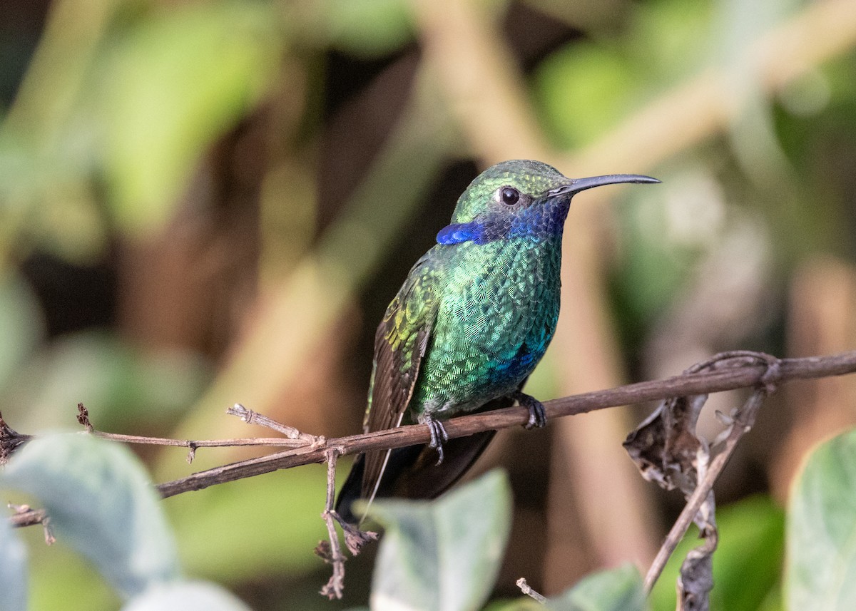 Колібрі іскристий (підвид cyanotus/crissalis) - ML620924067