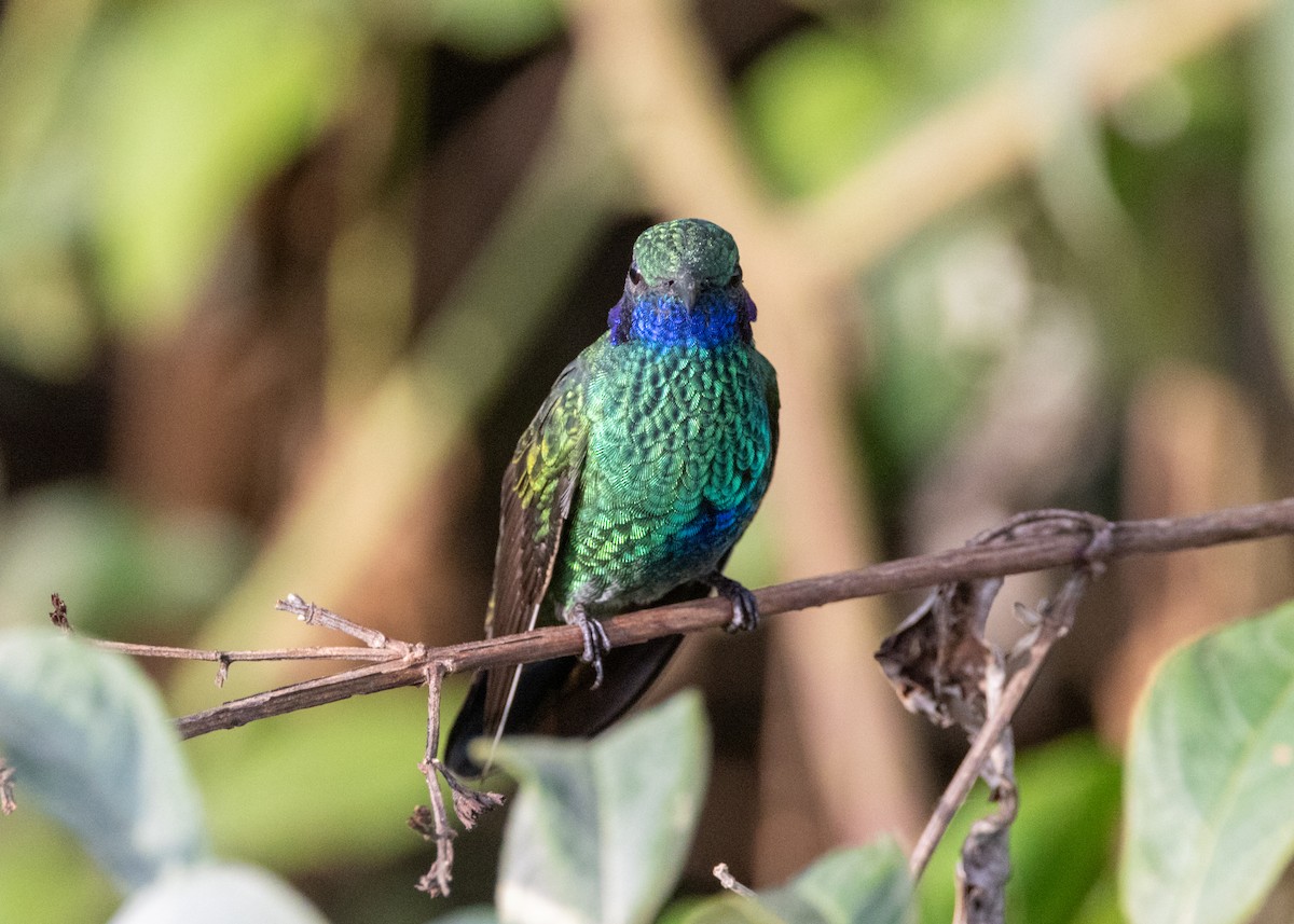 Colibrí Oreja Violeta Menor (andino) - ML620924068