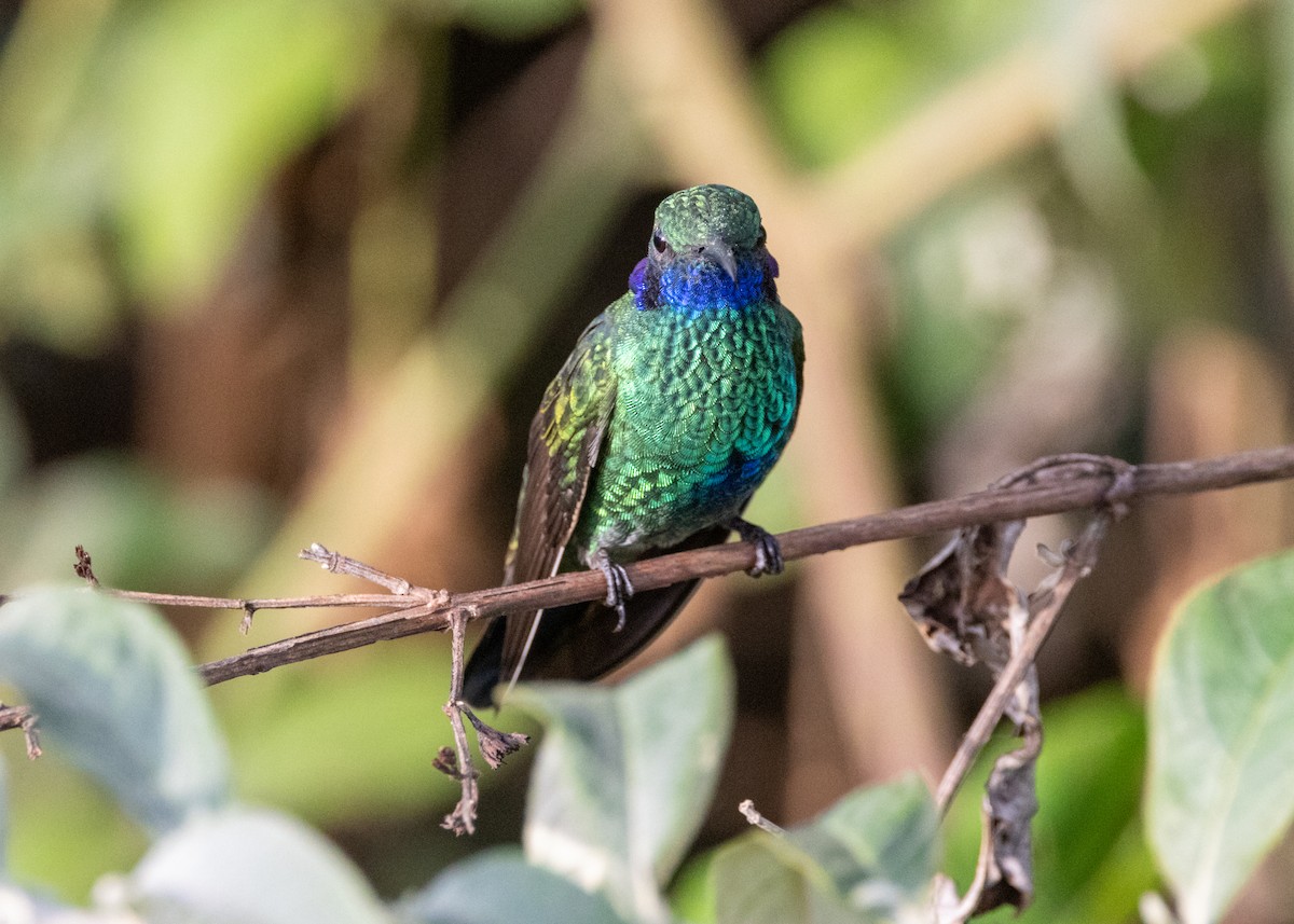 Colibrí Oreja Violeta Menor (andino) - ML620924070