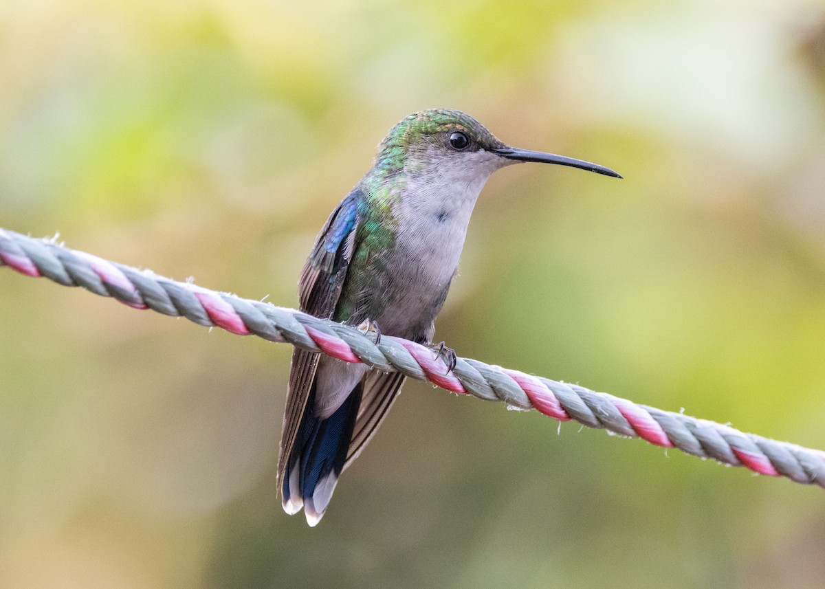 kolibřík vidloocasý - ML620924076