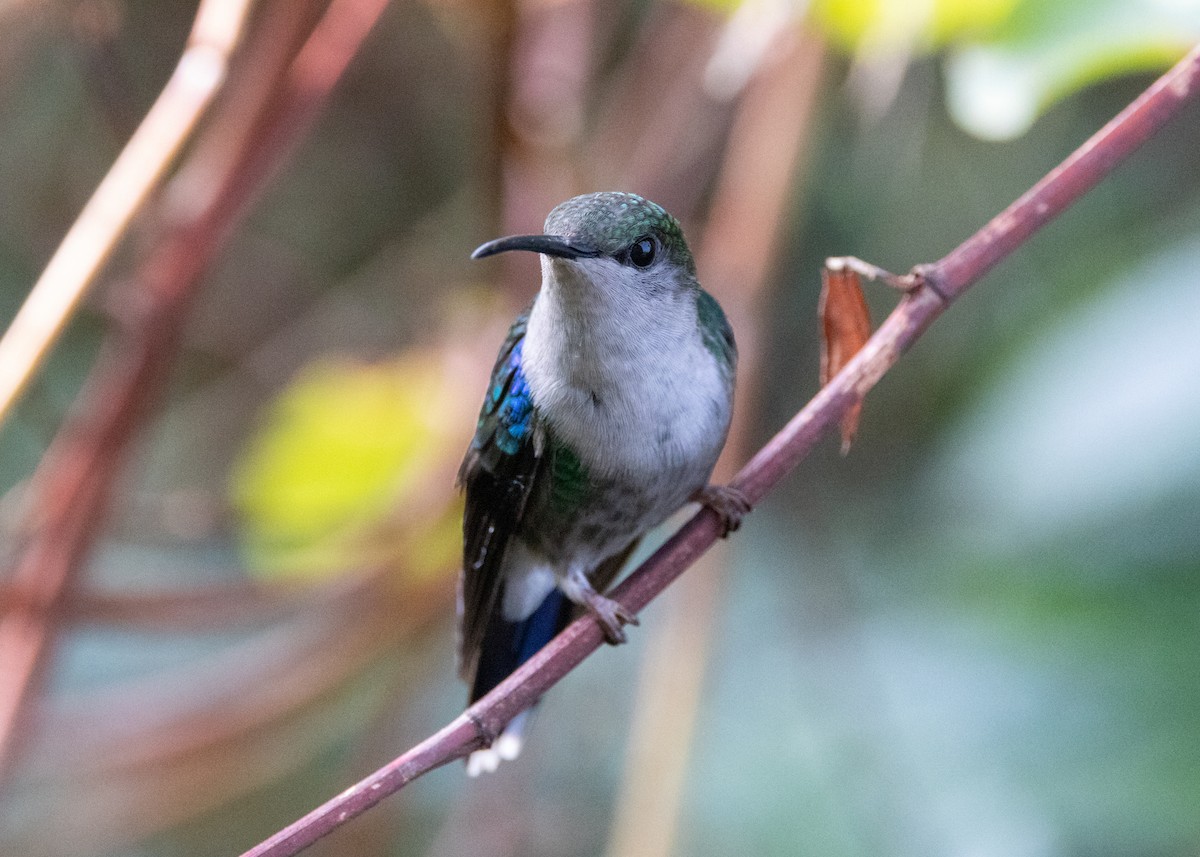 kolibřík vidloocasý - ML620924077