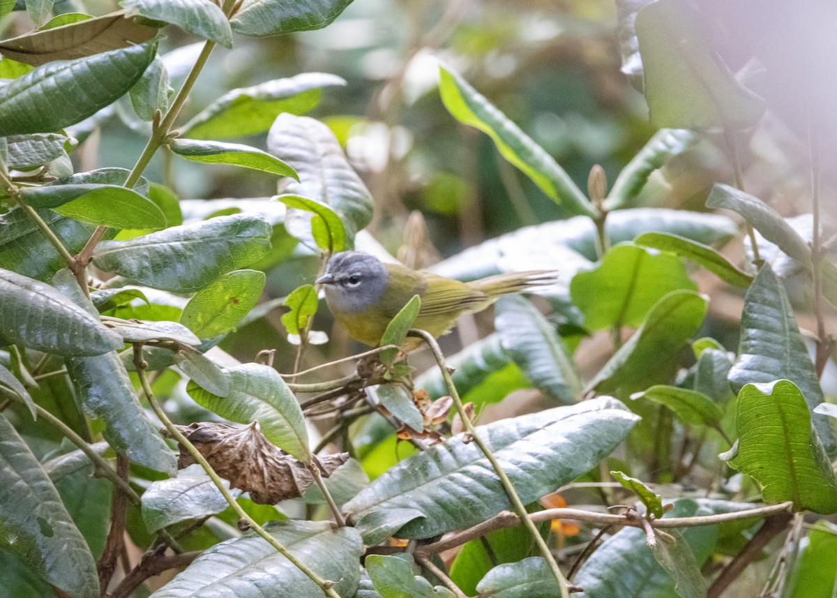 White-lored Warbler - Silvia Faustino Linhares